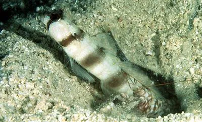 Downing's shrimpgoby (Amblyeleotris downingi)