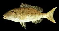 Drab emperor (Lethrinus ravus)