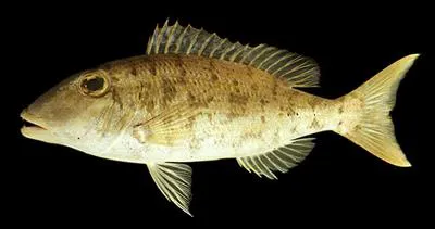 Drab emperor (Lethrinus ravus)