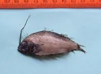 Drab flounder (Arnoglossus tapeinosoma)