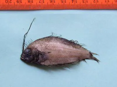 Drab flounder (Arnoglossus tapeinosoma)