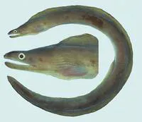 Drab moray (Gymnothorax monochrous)