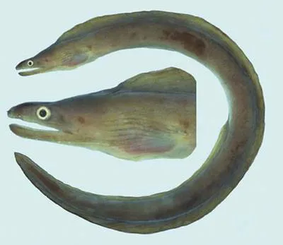 Drab moray (Gymnothorax monochrous)