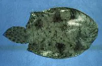 Drab sole (Achirus achirus)