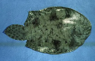 Drab sole (Achirus achirus)