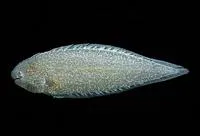 Drab tonguefish (Symphurus melanurus)