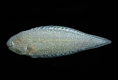 Drab tonguefish (Symphurus melanurus)