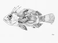Draco waspfish (Pseudovespicula dracaena)