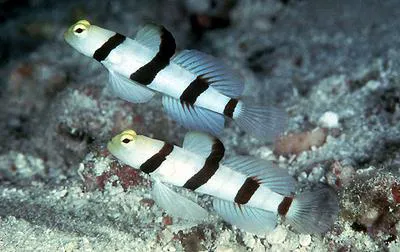 Dracula shrimp-goby (Stonogobiops dracula)