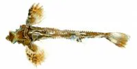 Dragon poacher (Percis japonica)