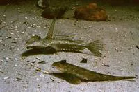 Dragonet (Callionymus lyra)