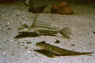 Dragonet (Callionymus lyra)