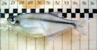 Dragonfin tetra (Pseudocorynopoma doriae)