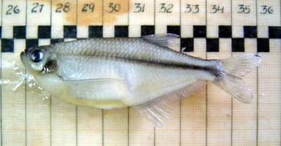 Dragonfin tetra (Pseudocorynopoma doriae)