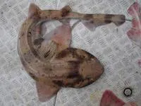 Draughtsboard shark (Cephaloscyllium isabellum)