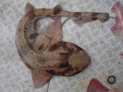 Draughtsboard shark (Cephaloscyllium isabellum)