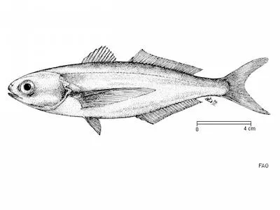 Driftfish (Cubiceps gracilis)