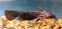 Driftwood catfish (Trachelyopterus fisheri)