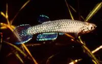 Dubois' Panchax (Epiplatys duboisi)