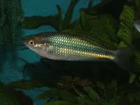 Duboulay's rainbowfish (Melanotaenia duboulayi)