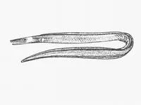 Duck-billed eel (Nettastoma parviceps)