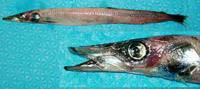 Duckbill barracudina (Magnisudis atlantica)