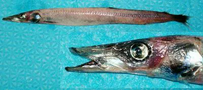 Duckbill barracudina (Magnisudis atlantica)