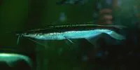 Duckbill catfish (Sorubim lima)