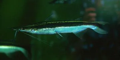 Duckbill catfish (Sorubim lima)