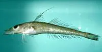 Duckbill flathead (Bembrops anatirostris)