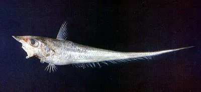 Duckbill grenadier (Coelorinchus anatirostris)