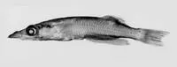 Duckbilled buntingi (Adrianichthys kruyti)