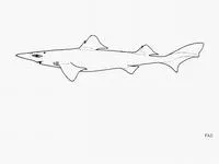 Dumb gulper shark (Centrophorus harrissoni)