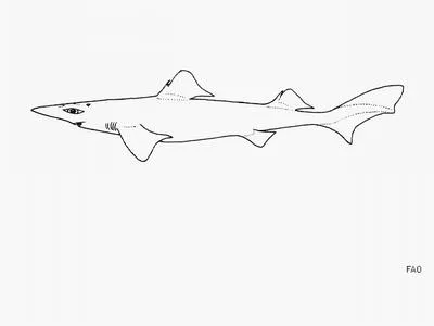 Dumb gulper shark (Centrophorus harrissoni)