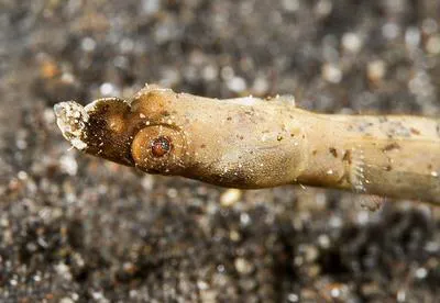 Duncker's pipefish (Halicampus dunckeri)