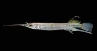 Duncker's river garfish (Zenarchopterus dunckeri)