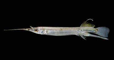 Duncker's river garfish (Zenarchopterus dunckeri)