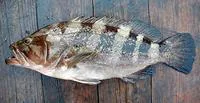 Dungat grouper (Epinephelus goreensis)