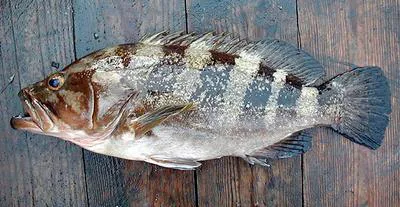 Dungat grouper (Epinephelus goreensis)