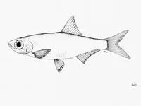 Dungu sprat (Microthrissa minuta)