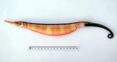 Dunker's pipehorse (Solegnathus dunckeri)