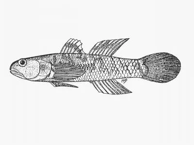 Durban goby (Mugilogobius durbanensis)