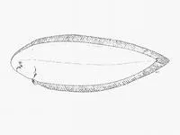 Durban tonguesole (Cynoglossus durbanensis)