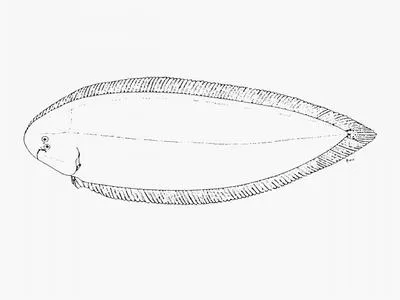 Durban tonguesole (Cynoglossus durbanensis)