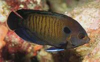 Dusky angelfish (Centropyge multispinis)