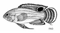 Dusky basslet (Lipogramma anabantoides)