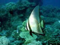 Dusky batfish (Platax pinnatus)