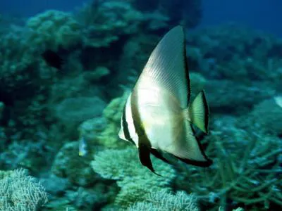 Dusky batfish (Platax pinnatus)