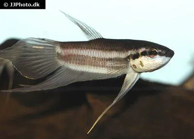 Dusky betta (Betta fusca)