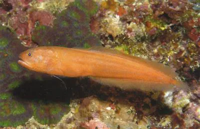 Dusky brotulid (Diancistrus fuscus)